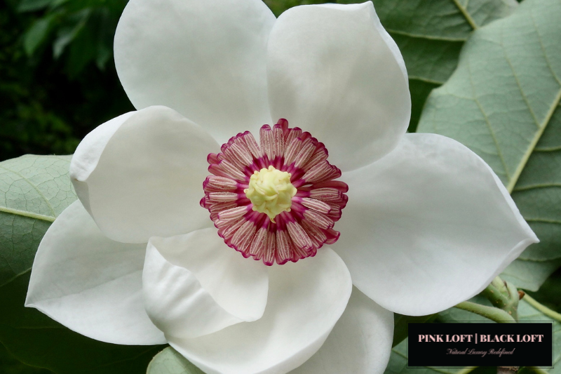 Black Collection N°19: Magnolia Bloom