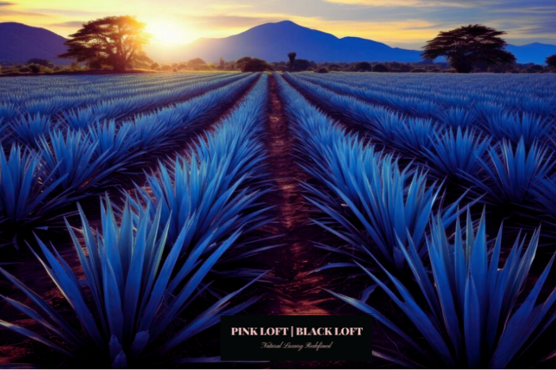Black Collection N°5:  Blue Agave